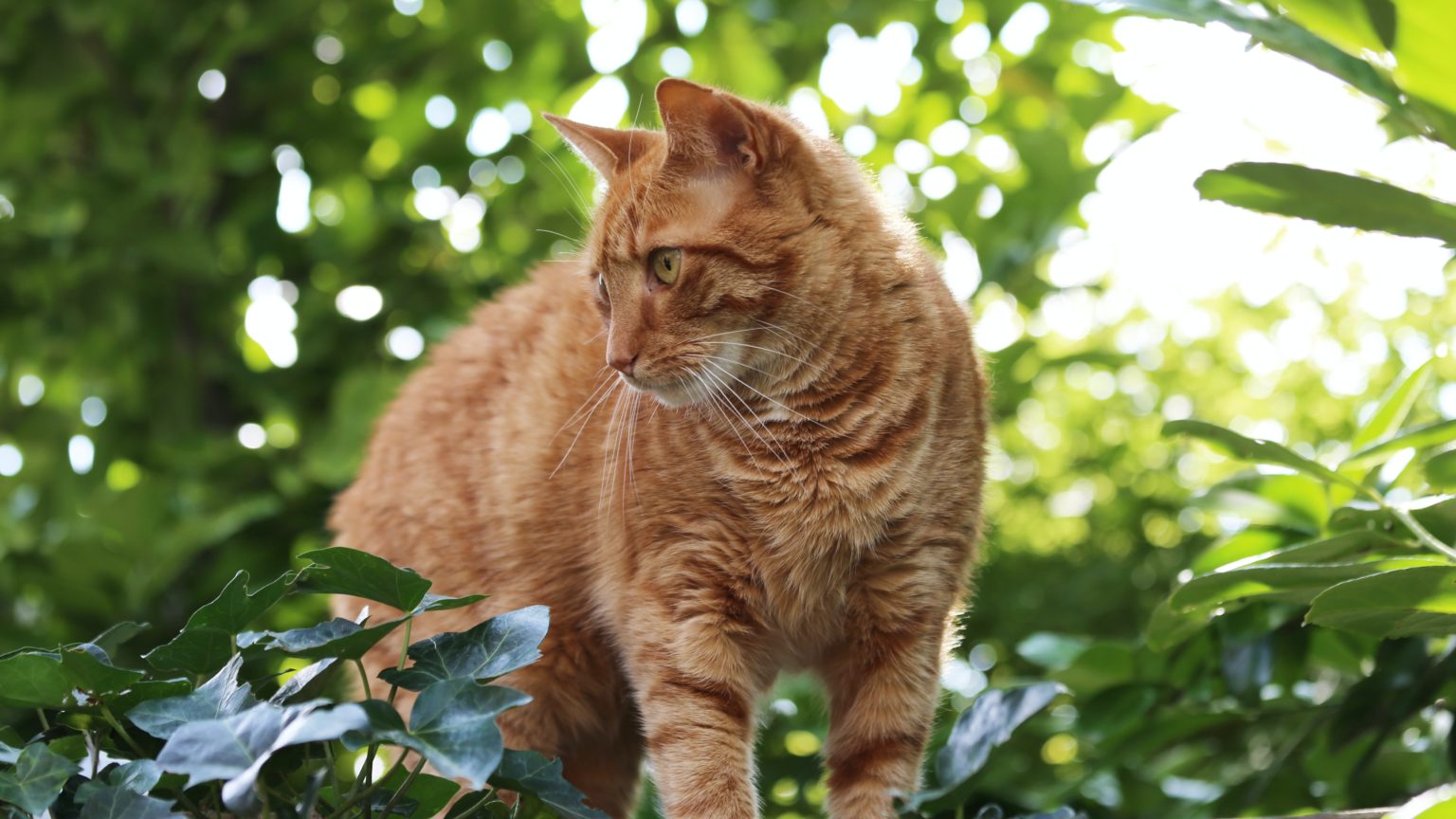 Orange cat in the outdoors