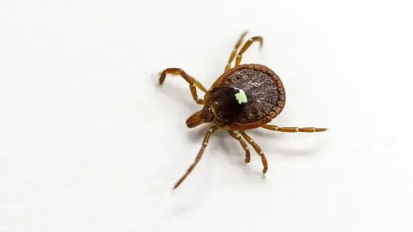 A close-up of a brown tick with eight legs on a white background. The tick has a distinctive white spot on its back.