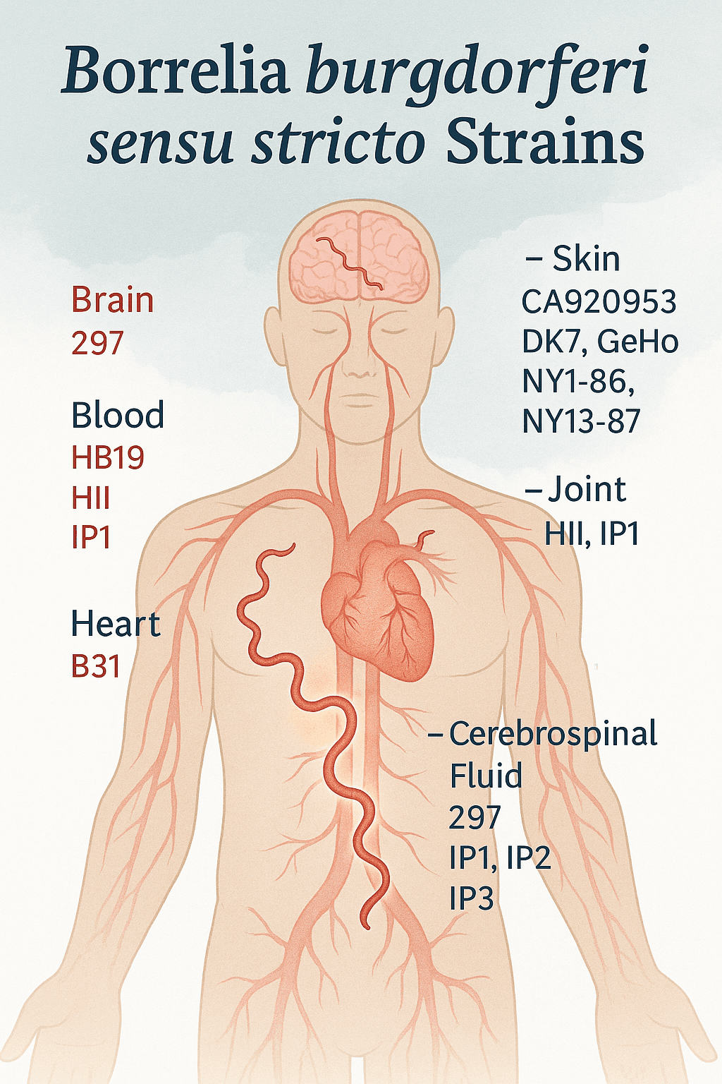 Where different stains like to like in the human body.