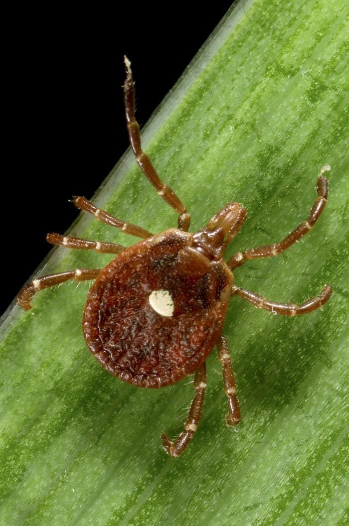 A close-up of a brown tick with a distinct white spot on its back, walking on a green blade of grass against a black background.