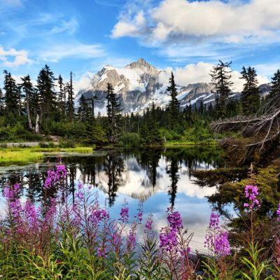 Wildflowers bloom along the edge of a calm, reflective lake surrounded by tall evergreen trees, with snow-capped mountains in the background under a partly cloudy blue sky.