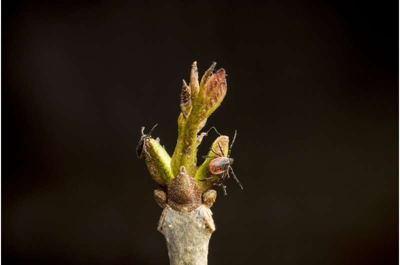 Close-up of a plant bud with several small aphids crawling on it, set against a dark, blurred background.