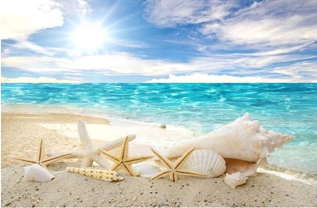 A sunny beach scene with clear blue water, seashells, and starfish scattered on the sandy shore. The sunlight reflects on the ocean, creating a bright and tranquil atmosphere.