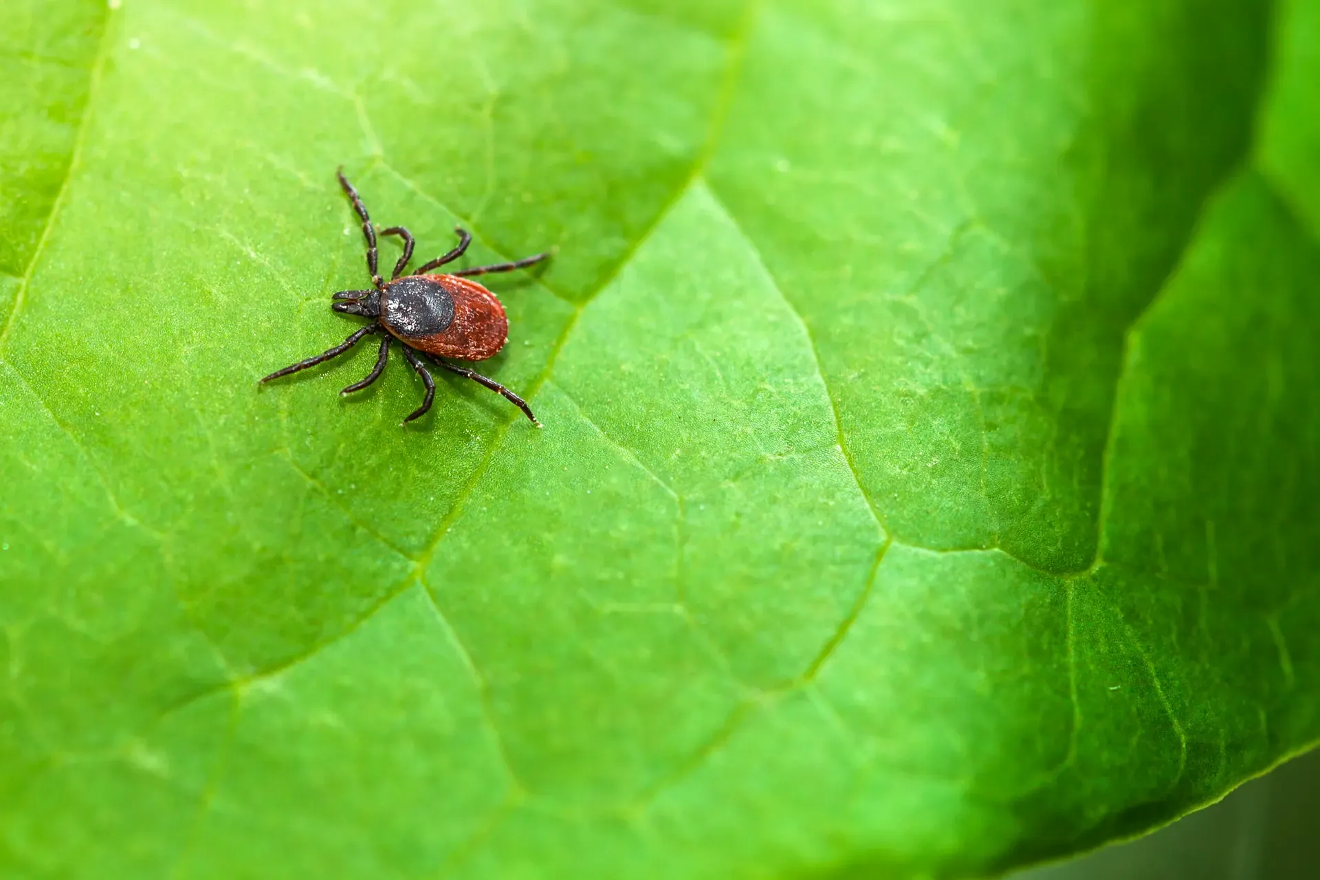 A close-up of a small black and reddish-brown tick resting on a bright green leaf, showing the tick’s legs and body in detail against the leaf’s textured surface.