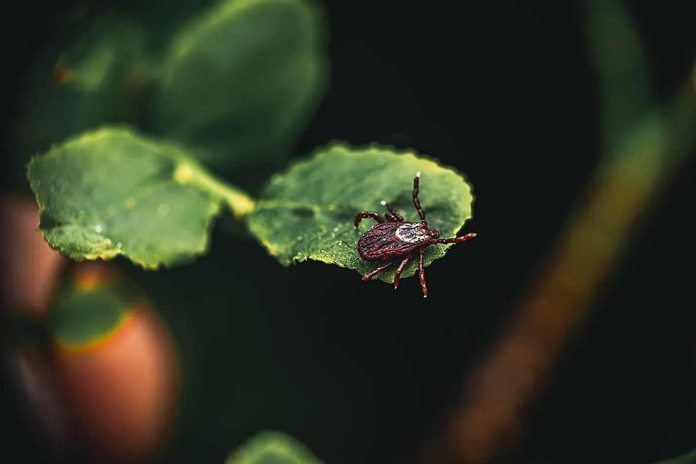 In The News 1 A close-up of a brown tick with a distinct white spot on its back, walking on a green blade of grass against a black background.