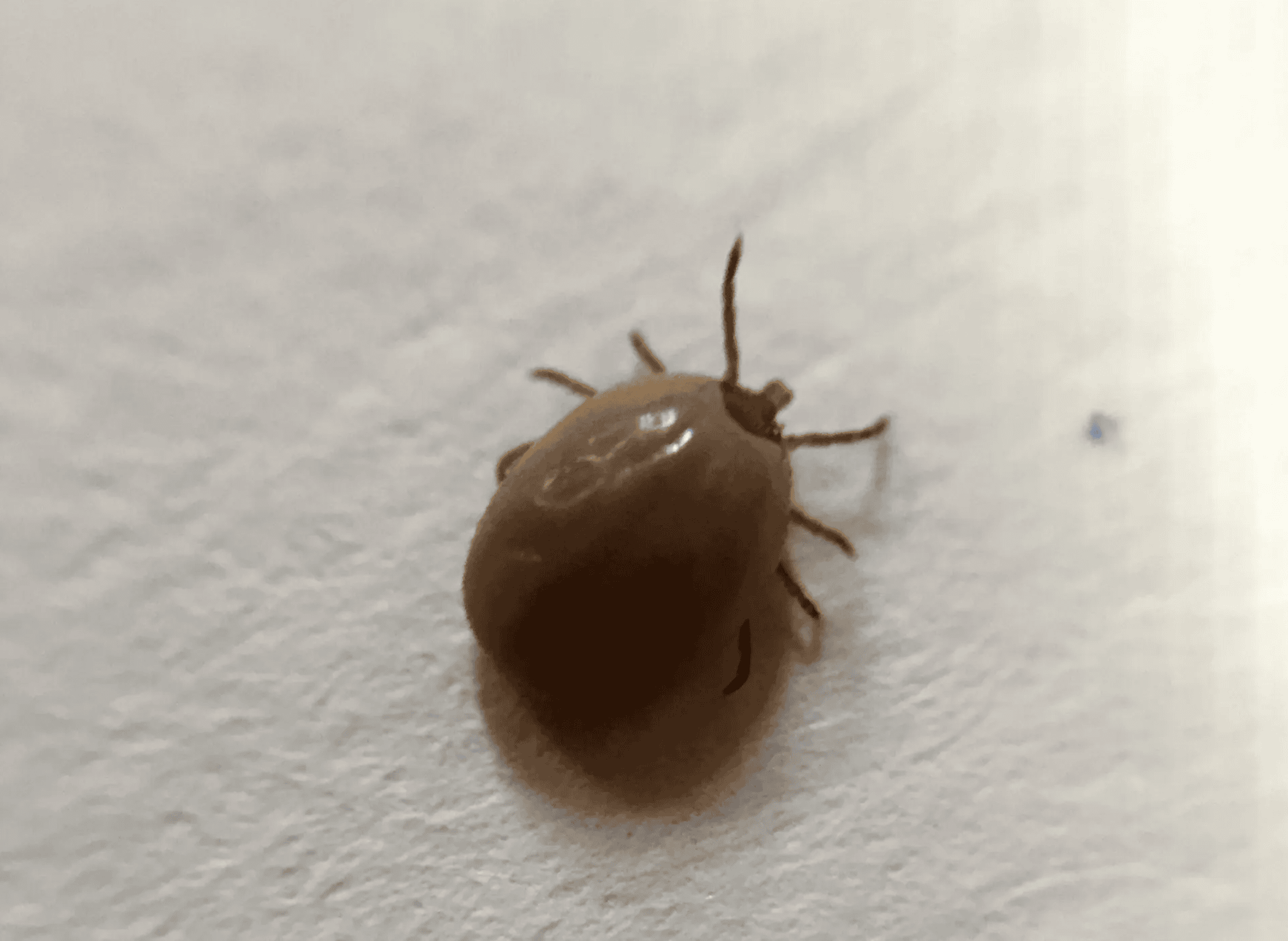 Close-up image of a brown tick with a rounded body and small legs, crawling on a light-colored, textured surface.