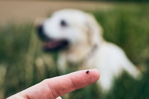 A small tick sits on the tip of a person’s finger, with a blurred white dog and grassy background out of focus behind them. ticks in summer