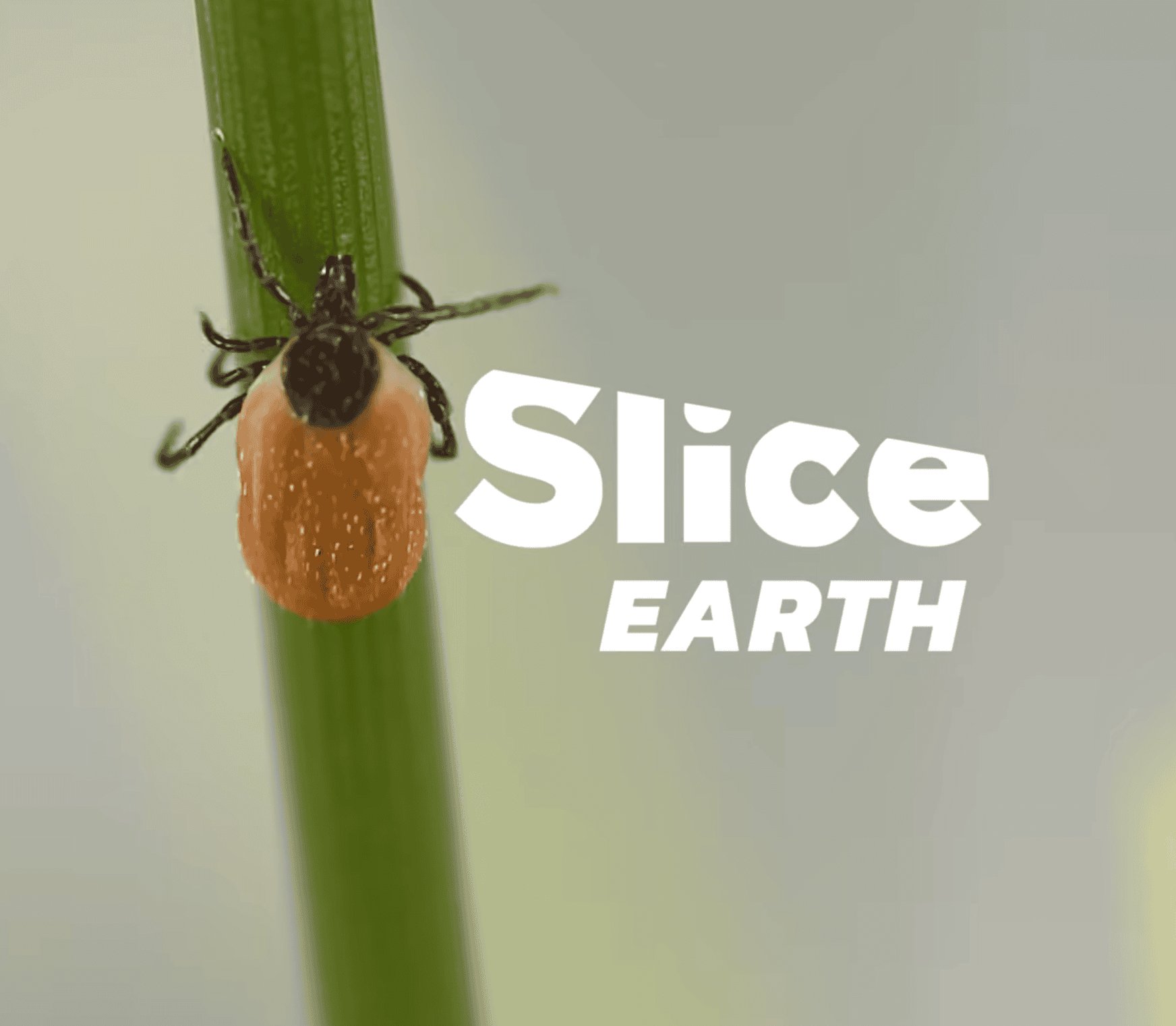 A close-up of a tick clinging to a green blade of grass, with the words Slice EARTH in bold white text on the right side of the image.