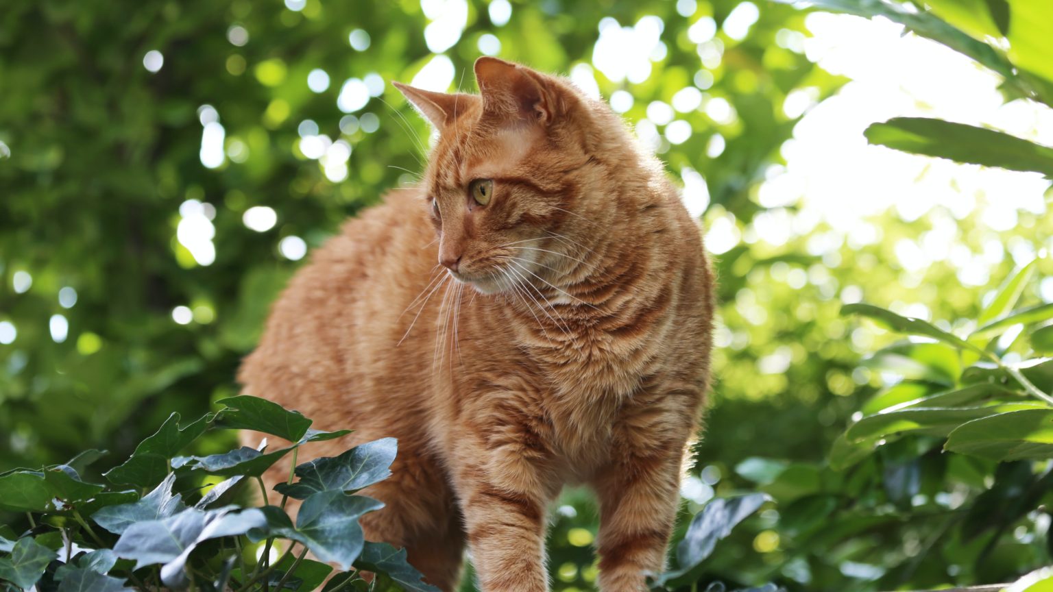 cat for bartonella or cat scratch fever blog