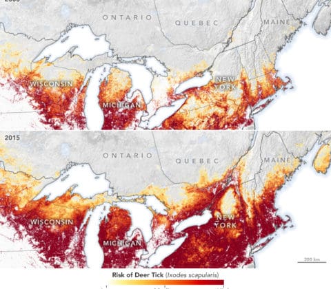 Vector-borne Bacterial Infections 44 Two maps compare the northeastern and midwestern US in 1995 and 2015, showing an increase in red and orange areas indicating a higher risk of deer tick presence, especially spreading north and west over time.