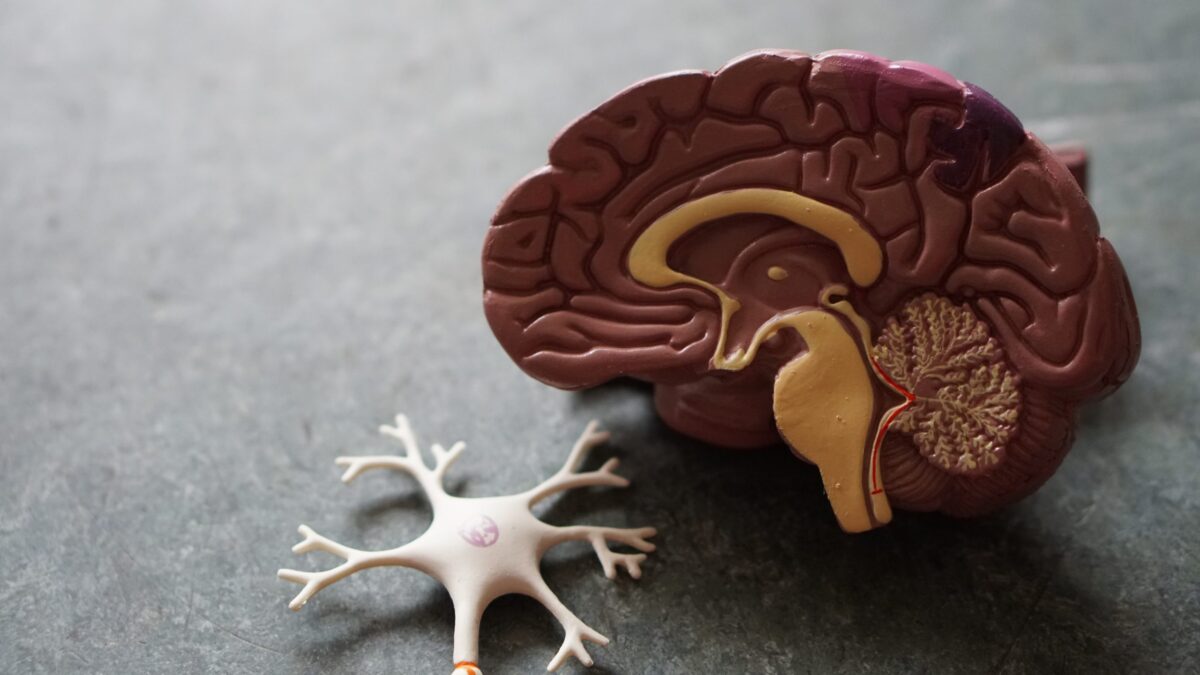 A plastic model of a human brain is shown on a gray surface next to a separate model of a neuron cell with branching dendrites.