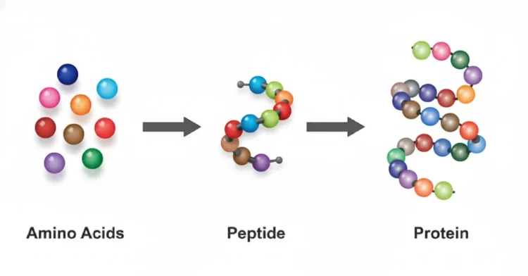 Diagram showing the progression from amino acids (individual colored spheres) to a peptide (a chain of spheres) to a protein (a complex folded chain), with arrows indicating the transformation.