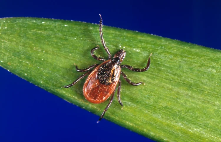 A close-up of a tick with a reddish-brown body and dark legs sitting on a green blade of grass, set against a solid blue background.