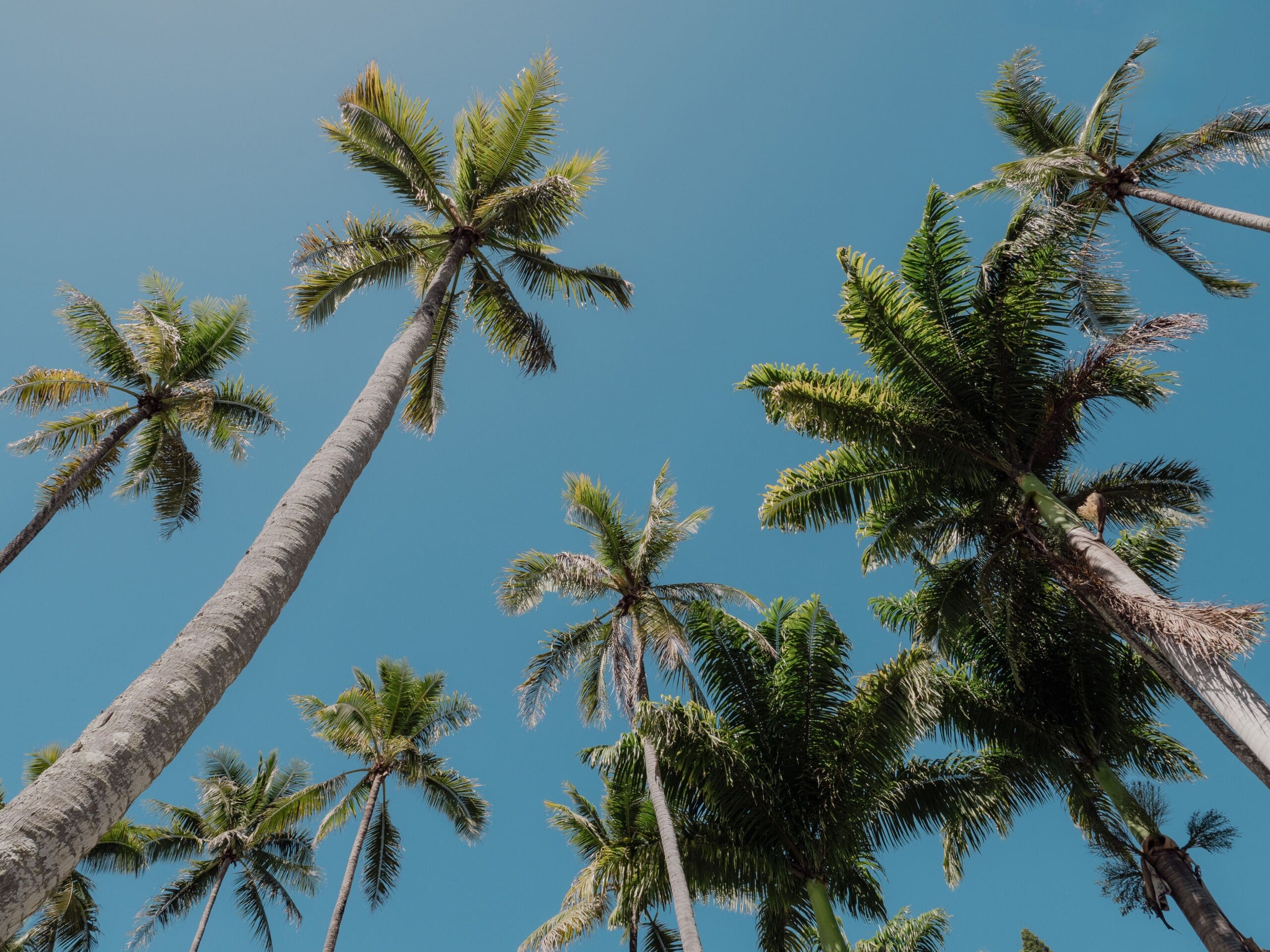 Tall palm trees with lush green fronds stretch upward against a clear blue sky, viewed from below. The bright sunlight highlights the leaves, creating a tropical and serene atmosphere.