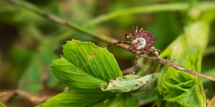 A close-up of a brown tick with a patterned back crawling on a green leaf and plant stem, surrounded by blurred greenery in the background.