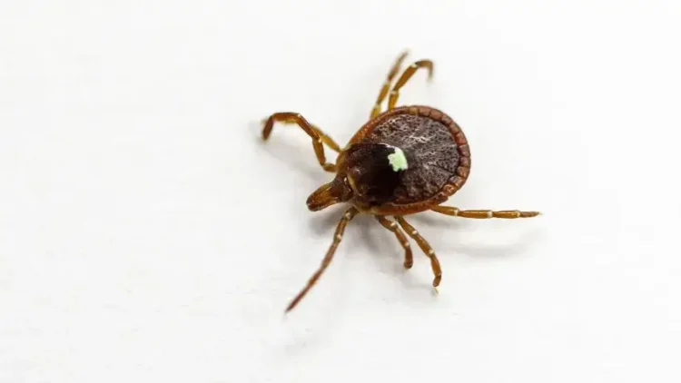 Home (V2) 29 A close-up of a brown tick with eight legs on a white background. The tick has a distinctive white spot on its back.