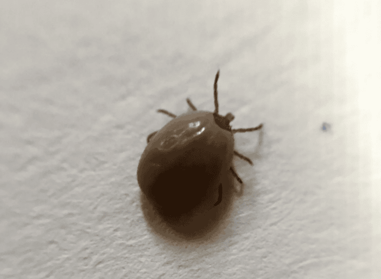 Home 30 Close-up image of a brown tick with a rounded body and small legs, crawling on a light-colored, textured surface.