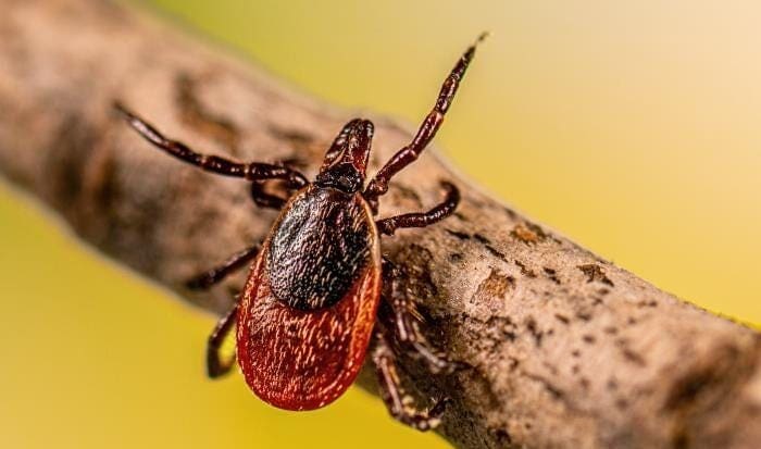 A close-up of a brown and black tick crawling on a branch, with a yellow blurred background.
