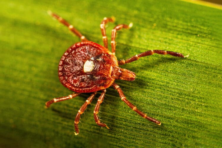 A close-up of a brown tick with a white spot on its back, crawling on a green leaf.